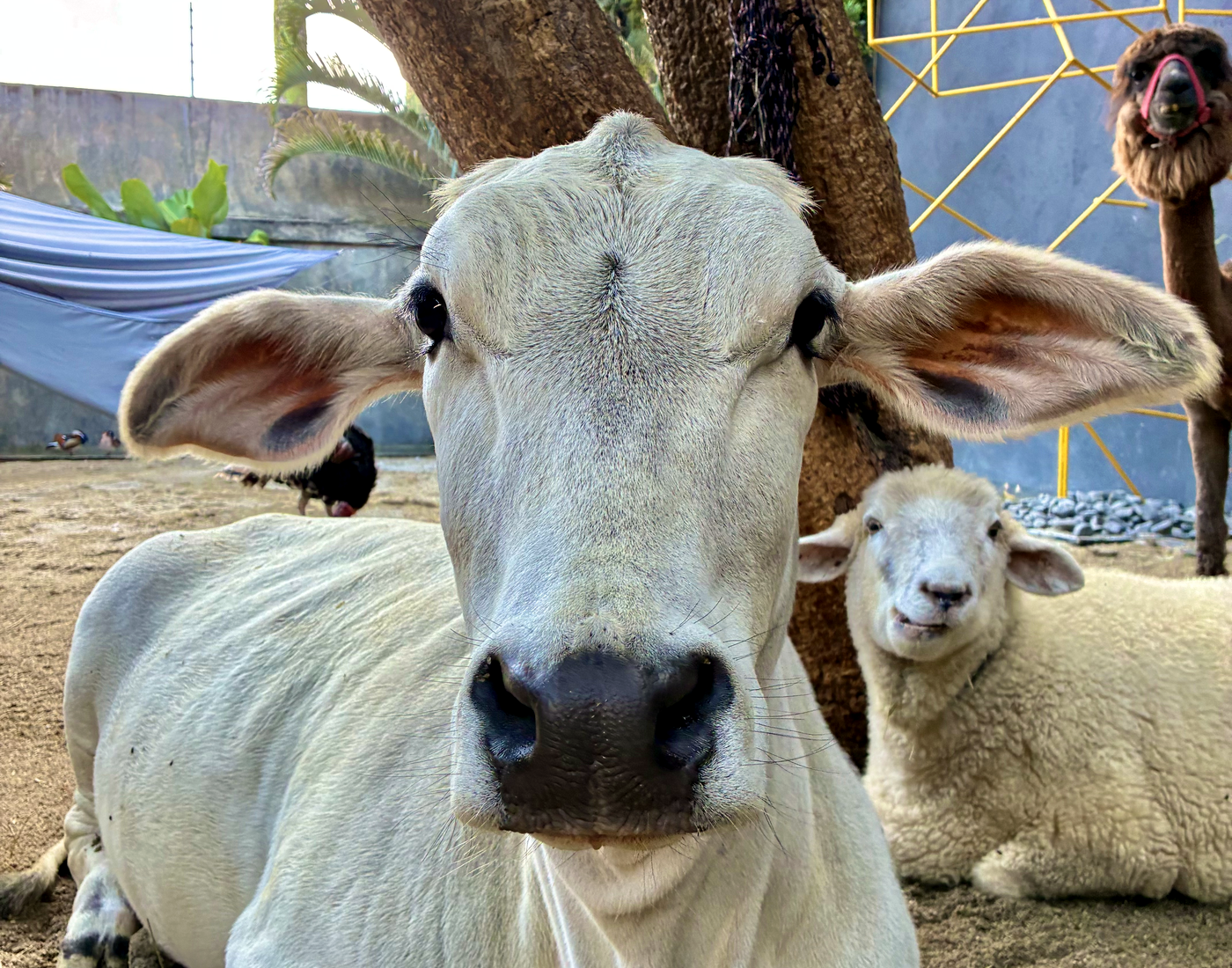 Animais cuidados pela Associação ZooFoz